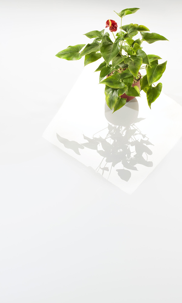 Blanco alto brillo con planta